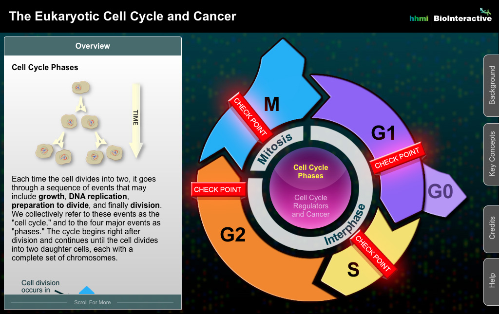 Cell Cycle Screenshot 1